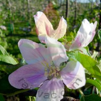 Apple Blossom Fragrance for Rainbow and RainMate