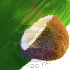 Coconut