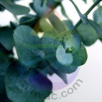 Eucalyptus Fragrance for Rainbow & RainMate