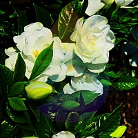 Gardenia Fragrance for Rainbow & RainMate