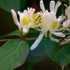 Honeysuckle