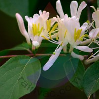 Honeysuckle Fragrance for Rainbow & RainMate