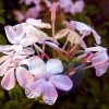 Jasmine Bouquet