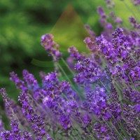 Lavender Fragrance for Rainbow & RainMate