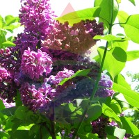 Lilac Fragrance for Rainbow & RainMate