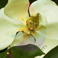 Magnolia Fragrance for Rainbow & RainMate