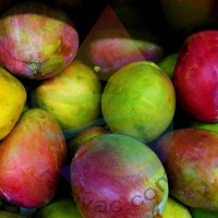 Mango Fragrance for Rainbow & RainMate