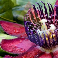 Passion Flower Fragrance for Rainbow & RainMate