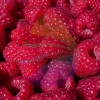 Raspberry