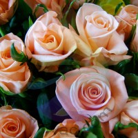 Rose Fragrance for Rainbow & RainMate