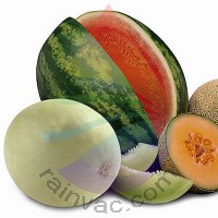 Summer Melons Fragrance for Rainbow & RainMate