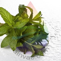 Spearmint Fragrance for Rainbow & RainMate