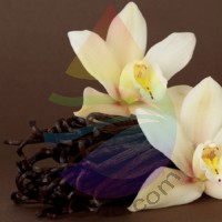 Vanilla Fragrance for Rainbow & RainMate