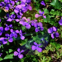 Violet Fragrance for Rainbow & RainMate Violet Fragrance for Rainbow & RainMate