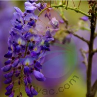 Wisteria Fragrance for Rainbow & RainMate