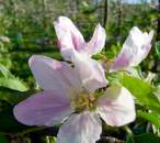 Apple Blossom Fragrance