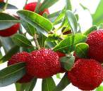 Bayberry Delight Fragrance