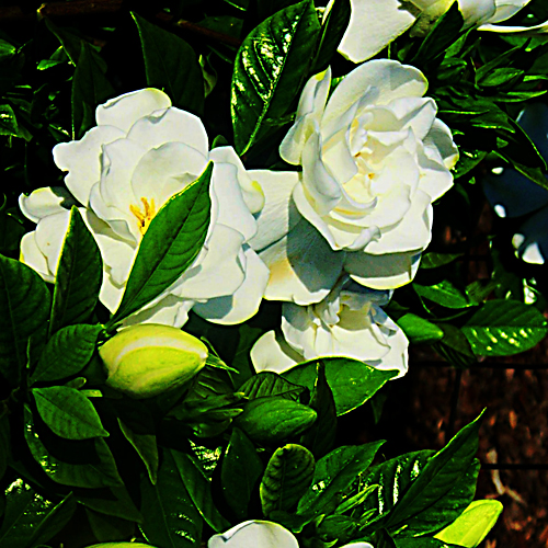 Gardenia Fragrance