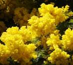 Mimosa Fragrance