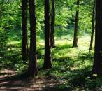 Northern Woods Fragrance