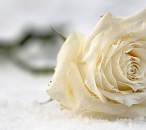 Powdery Musk Fragrance