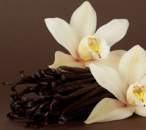 Vanilla Fragrance