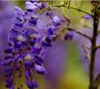 Wisteria Fragrance