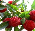 Bayberry Delight Fragrance