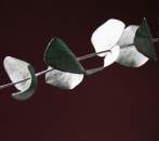 Frosty Eucalyptus Fragrance