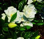 Gardenia Fragrance