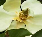 Magnolia Fragrance