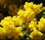 Mimosa Fragrance