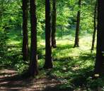 Northern Woods Fragrance