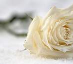 Powdery Musk Fragrance