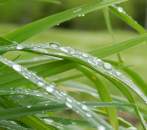 Spring Rain Fragrance