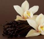 Vanilla Fragrance