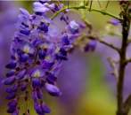 Wisteria Fragrance