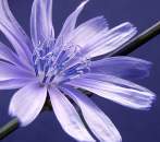 Whisper Soft Fragrance