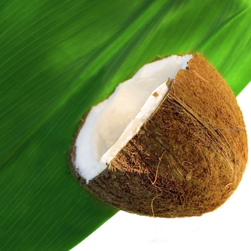Coconut Fragrance