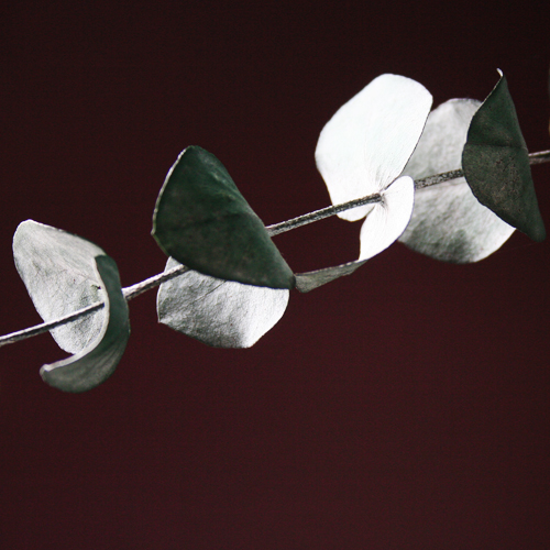 Frosty Eucalyptus Fragrance