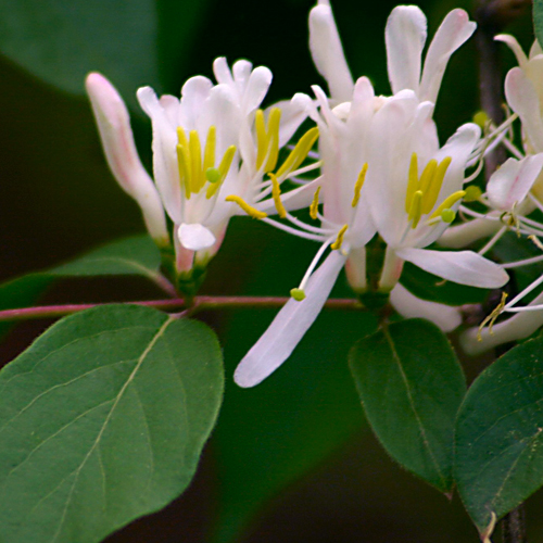 Honeysuckle Fragrance