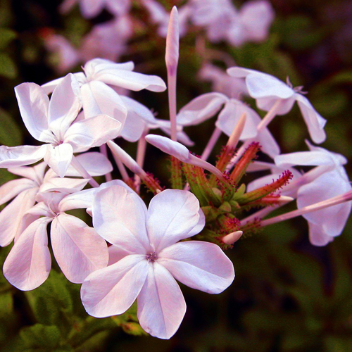 Jasmine Bouquet Fragrance