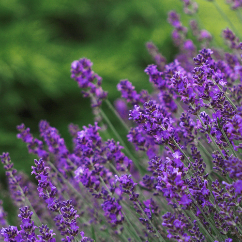 Lavender Fragrance