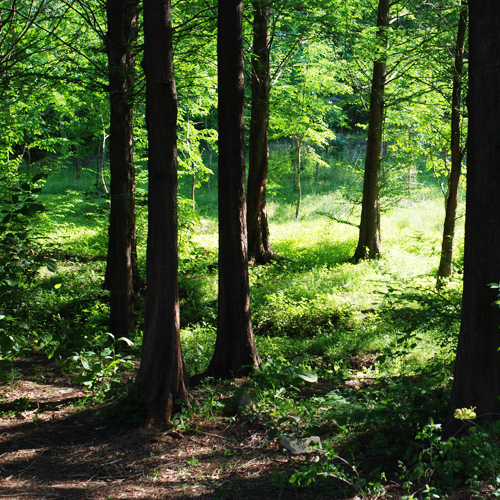 Northern Woods Fragrance