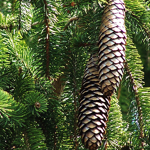 Pine Fragrance