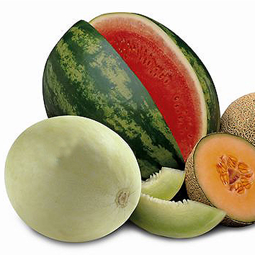 Summer Melons Fragrance