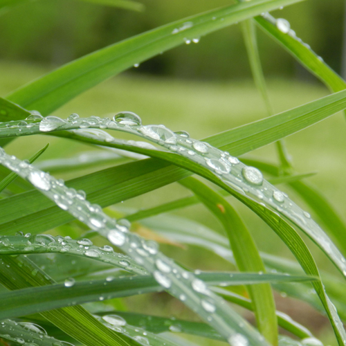 Spring Rain Fragrance