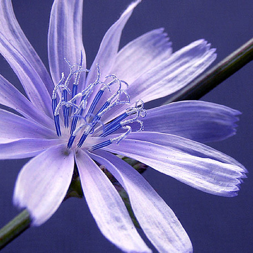 Whisper Soft Fragrance